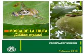 Febrero 2019 - AgroCabildo · 2019. 2. 21. · La mosca mediterránea de la fruta (Ceratitis capitata) es la plaga que más daños produce en los frutales fundamentalmente de las