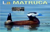 de riego en la Vega Baja - Naturalicante - La Matruca_N_13.pdf · 2009. 1. 26. · Destacan también las abundancias del Chorlitejo patinegro Charadrius alexandrinusy del Chorlitejo