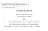 Microbiologia - classedebio · 2019. 3. 31. · failita l’inter anvi de sustànies –Taxa metabòlica elevada: les reaccions metabòliques ocorren molt ràpid –Consumeixen nutrients