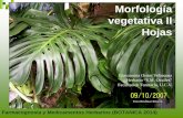 Morfología vegetativa: Hojassaber.ucv.ve/bitstream/123456789/8008/1/2014 04... · 2014. 12. 16. · Farmacognosia y Medicamentos Herbarios (BOTANICA 2014) Morfología vegetativa