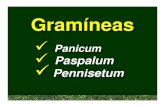 Gramíneas - UDE...Panicum maximum • Hojas: – Alternas, dispuestas en 2 hileras sobre el tallo, con las venas paralelas, divididas en 2 porciones, la inferior llamada vaina que