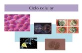 Ciclo celular · 2020. 9. 30. · Ciclo celular Interfase Etapa G1 Etapa S Etapa G2 División celular Cariocinesis Citocinesis Ciclo de vida de una célula, desde su origen hasta