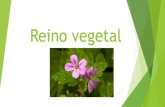 Reino vegetal · 2019. 9. 13. · Aprendizaje esperado: Identificar las principales características del reino vegetal Conocer los beneficios que se pueden obtener del reino vegetal