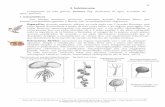 2. Salviniaceae Salvinia Ség. (helechito de agua, acordeón deexa.unne.edu.ar/biologia/diversidadv/documentos/Clase... · 2020. 6. 10. · 29 2. Salviniaceae Comprende un solo género: