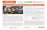 El cultivo de la papa, Solanum tuberosum Alimento de gran valor …bibliotecadigital.agronet.gov.co/bitstream/11348/7474/2/... · 2014. 12. 13. · Precios insumos pecuarios 1 7 pág.