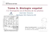Tema 5. Biología vegetaldpbiologia.weebly.com/uploads/2/1/5/5/21553524/gtp_t5... · 2019. 5. 15. · Germán Tenorio Biología NS-Diploma BI Tema 5. Biología vegetal 5.2 Transporte