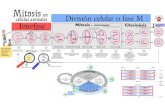 Mitosis en células animales · 2020. 11. 3. · celular División Mitosis 0 INTERFASE Crecimiento y replicación del celular o fase M cariocinesis (=reparto del material genético)