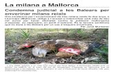 La milana a Mallorca - antlaformiga.organtlaformiga.org/publicacions/pdfs/documents/d110-agost-2011.pdf · La milana a Mallorca Condemna judicial a les Balears per enverinar milans