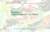 Guaraná - Food and Agriculture Organization...“Calidad de los alimentos vinculada al origen y las tradiciones en América Latina” Geraldo Mosimann da Silva, Consultor Nacional