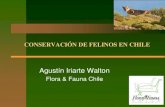 CONSERVACIÓN DE FELINOS EN CHILE · 2015. 11. 16. · Objetivos de la Charla Dar a conocer las características ecológicas principales especies de felinos que viven en Chile. Descripción