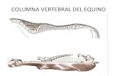 COLUMNA VERTEBRAL DEL EQUINO · 2018. 2. 28. · Esternón equino-Vista lateral izquierda . Bóvido Vista dorsal Vista ventral . Borda dorsal ausente em ruminantes . Fbssa supraespinhosa