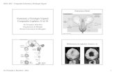 Estructura y Fisiología Vegetal: Compendio Capítulos 35 al 38 3052/3052-2016... · 2016. 3. 14. · BIOL 3052 - Compendio Estructura y Fisiología Vegetal Dr. Fernando J. Bird-Picó