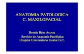ANATOMIA PATOLOGICA C. MAXILOFACIAL - University of Las Palmas de … · 2011. 9. 9. · TUMORES DE LOS MAXILARES • Tumores odontogénicos: diferenciación hacia estructuras dentarias.