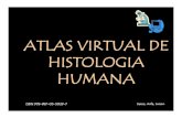 ATLAS VIRTUAL DE HISTOLOGIA HUMANA · 2012. 9. 10. · ATLAS VIRTUAL DE HISTOLOGIA HUMANA ISBN 978-987-05-5029-7 Samar, Avila, Lucero