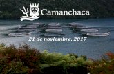 21 de noviembre, 2017 - Camanchaca · 2020. 7. 1. · Historia y Proyección de Cosechas y Siembras en Camanchaca Cosechas ... Contao Mañihueico Islotes Edwards Izaza F.Largo Puerto
