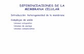 DIFERENCIACIONES DE LA MEMBRANA CELULARsb1aaab66bf7bfbb5.jimcontent.com/download/version...MEMBRANA CELULAR: COMPLEJOS DE UNIÓN unión estrecha microvellosidades desmosoma cinturón