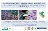 Invasión de malaria aviar y deforestación de ... - seo.org · Invasión de malaria aviar y deforestación de la selva Amazónica: Amenazas de una Enfermedad Infecciosa Emergente