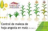 Control de maleza de hoja angosta en maíz (Zea mayz L.) · 2019. 7. 19. · Descripción Botánica Inflorescencia: Es una panícula densa, de hasta 25 cm, amarilla o a veces púrpura,