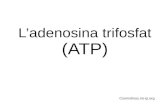 L’adenosina trifosfat (ATP)cosmolinux.no-ip.org/.../BIO2nBAT/Metabolisme/ATP.pdfADP + Pi ATP + H 2 O + H 2 O Adenosina 5’ difosfat (ADP) Adenosina 5’ trifosfat (ATP) La formació