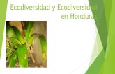 Ecodiversidad y Ecodiversidad en Honduras...Ecodiversidad Variedad natural y cultural que existe en la biosfera Solo en la naturaleza se llama Biodiversidad. Y la cultural se llama