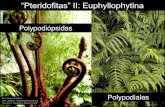 “Pteridofitas” II: Euphyllophytina - UNLP · 2012. 6. 11. · “Pteridofitas” II: Euphyllophytina Polypodiópsidas Dra. Susana E. Freire Prof. Adjunto - Botánica Sistemática