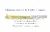 Fitorremediación de Suelos y Aguas - UNAMdepa.fquim.unam.mx/amyd//archivero/IQM_fitorremediacion... · 2013. 10. 29. · Recuperación de metales de residuos de la planta Biomasa