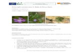 Consejo Superior de Investigaciones Científicas montsicciana... · Web viewFigura en el Lista Roja de la Flora Vascular Amenazada de España 2010 como casi amenazada (NT). Catálogos