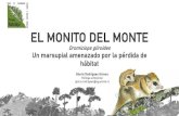 EL MONITO DEL MONTE - Parque Katalapi · 2020. 9. 20. · polinización y la dispersión de semillas: importancia del monito del monte. • Antes se creía que el monito del monte