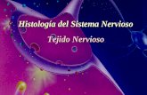 Histología del Sistema Nervioso Tejido Nerviosocdc.udp.cl/file.php/1/Unidad_3/tejido_nervioso.pdf · 2008. 6. 30. · mielina en el SNC 2-Ambiente iónico adecuado 3-Recaptación
