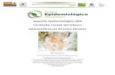 Reporte Epidemiológico 004 Cochinilla rosada del hibiscolangif.uaslp.mx/documentos/privada/BoletinesVarios/... · 2016. 9. 6. · Diciembre 2011 – enero 2012. De acuerdo con la