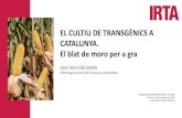 Presentación de PowerPointextensius.cat/wp-content/uploads/2020/11/Transgènics... · 2020. 11. 4. · ELS TRANSGÈNICS. El cultiu dels transgènics a Catalunya QUÈ SÓN ELS TRANSGÈNICS?