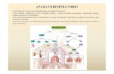 APARATO RESPIRATORIO - GoConqr · 2019. 11. 15. · tráquea, bronquios y bronquiolos) 2.Una porción respiratoria para el intercambio de gases (bronquiolos respiratorios, conductos