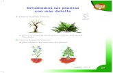 Guía 2 Estudiemos las plantas A con más detalleevirtual.recintodelpensamiento.com/wp-content/uploads/... · 2020. 4. 26. · 2. Observa la segunda ilustración. ¿Qué diferencia