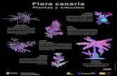 flora canaria plant arbustos 1 · 2020. 11. 17. · Title: flora_canaria_plant_arbustos_1 Created Date: 20150205134647Z