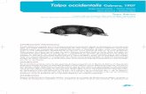 Talpa occidentalis Cabrera, 1907...El topo ibérico ha pasado por muy diversos avatares taxonómicos desde su descripción, a principios de siglo, por Ángel Cabrera como una subespecie