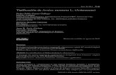 Tipificación de Arnica montana L. (Asteraceae) · 2015. 12. 9. · Tipificación de Arnica montana Orsis 28, 2014 77 Tipificación Arnica montana L., Sp. Pl.: 884 (1753) Ind. loc.: