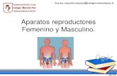 Aparatos reproductores Femenino y Masculino. · 2020. 9. 7. · Objetivo: • Comparar a través de imágenes y diagramas, las principales estructuras de los aparatos reproductores