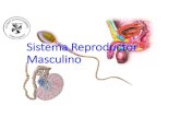 Sistema Reproductor Masculino · 2018. 4. 9. · Sistema Reproductor Masculino. APRENDIZAJES ESPERADOS-Reconocer las estructuras anatómicas que forman parte del aparato reproductor