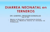 DIARREA NEONATAL en TERNEROS · 2016. 6. 16. · diarrea neonatal en terneros diarrea (52,2%) enfermedades respiratorias (21,3%) desconocido (10,2%) otros (11,7%) causas de mortandad