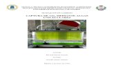 Captura de CO2 mediante algas unicelulares · 2020. 7. 6. · departamento de producciÓn vegetal: fitotecnia universidad politÉcnica de madrid trabajo fin de carrera captura de