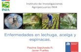 Instituto de Investigaciones Agropecuarias INIA · 2020. 12. 13. · Enfermedades en lechuga, acelga y espinacas. Paulina Sepúlveda R. Javier Puelles