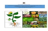 POSTÍTULO PRIMER CICLO CIENCIAS NATURALES -2019 …€¦ · diferentes grupos del reino vegetal (Briófitos, Pteridófitos, Gimnospermas, Angiospermas). ... Pteridofitos (ejemplo