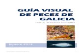 GUÍA VISUAL DE PECES DE GALICIA - Espacio submarinoolfato. Antaño abundante, la sobrepesca de la angula la ha llevado a situación crítica. Cuerpo largo y delgado de color verdoso