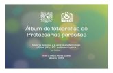 Fotografías de Protozoarios parásitos - UNAMenfermeria.unam.mx/publicaciones/publicacionesoct2013... · 2018. 5. 3. · características de bacterias, virus, hongos, protozoarios