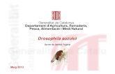 Drosophila suzukii SSVagricultura.gencat.cat/web/.content/ag_agricultura/ag02...Figues Raïms Pomes, Peres, Kiwis, … 1. Coneixement de la plaga Diferenciació morfològica. Mascles