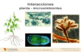 Interacciones - fcen.uncuyo.edu.arfcen.uncuyo.edu.ar/upload/clase-5-microsimbiontesbacterias.pdf · Las mayoría de las plantas que forman nódulos con bacterias fijadoras son leguminosas.