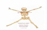 urbinavolant.com  · Web viewIntroducción: El propósito de este trabajo es traducir y explicar los términos de los huesos más importantes del cuerpo humano. El trabajo puede