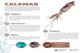 Calamar - Gob · 2020. 10. 23. · El calamar es un producto de alto valor nutritivo, del que puede aprovecharse un 75% de partes comestibles, después de quitarle las vísceras.