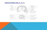 INFECCIONES DEL S. N. C. · 2014. 12. 2. · Síndrome meningeo - Es la asociación de síndrome y signos de hipertension endocraneana,signos humorales del LCR y a los fenomenos provenientes