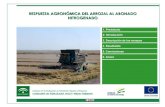 RESPUESTA AGRONÓMICA DEL ARROZAL AL ABONADO ...Respuesta agronómica del arrozal al abonado nitrogenado. 2.- Introducción En el arrozal, la inundación provoca un aumento del suministro
